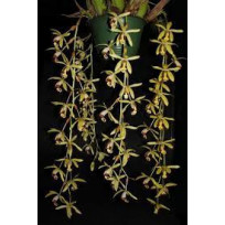 Coelogyne Massangeana - AD