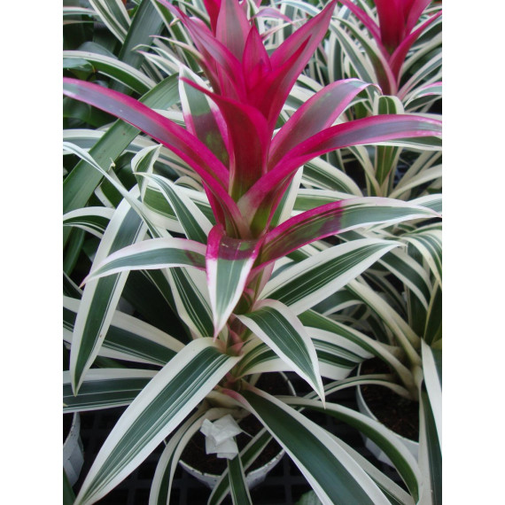 Guzmania Lingulata Variegata