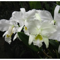 Cattleya Warnerii Alba "Ricardo Bells" - NBS