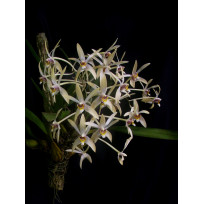 Epigenium Cymbidioides - AD