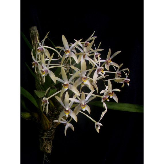 Epigenium Cymbidioides - Haste floral