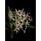 Epigenium Cymbidioides - NBS