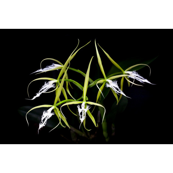 Epidendrum Ciliare - NA PLACA DE MADEIRA