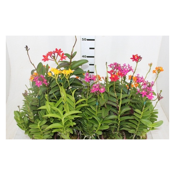 Epidendrum - AD