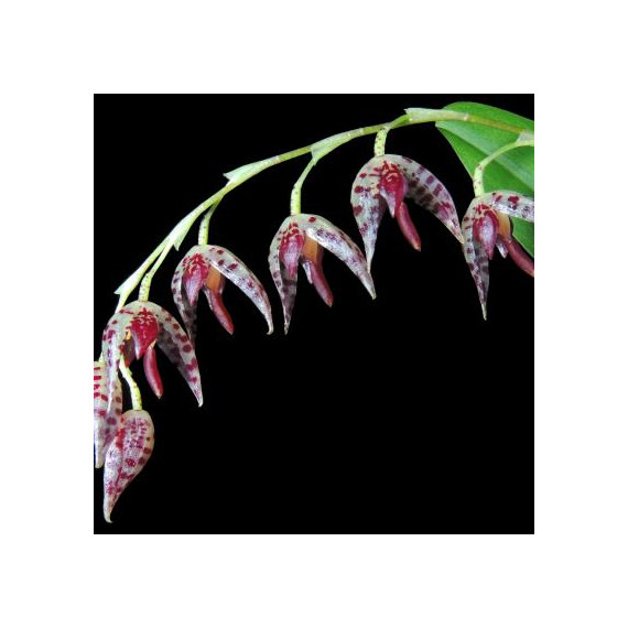 Pleurothallis Restrepioides (AD)
