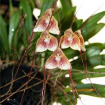 Dracula Erythrocaete - Orquidea Cara de Macaco