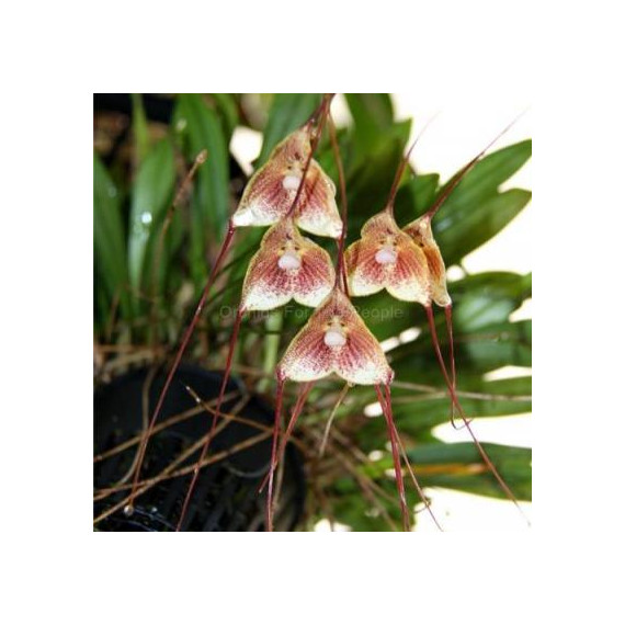 Dracula Erythrocaete - Orquidea Cara de Macaco