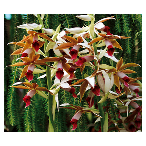 Phaius Tankervilleae / Capuz de Freira - AD