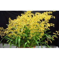 Oncidium Sphacelatum ( Haste Floral) 