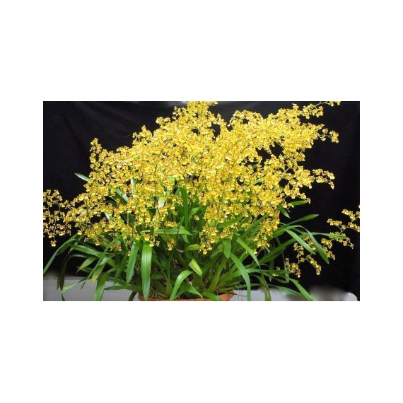 Oncidium Sphacelatum ( Haste Floral) 