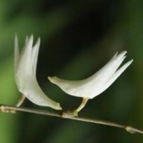 Dendrobium Crumenatum"Pombo"