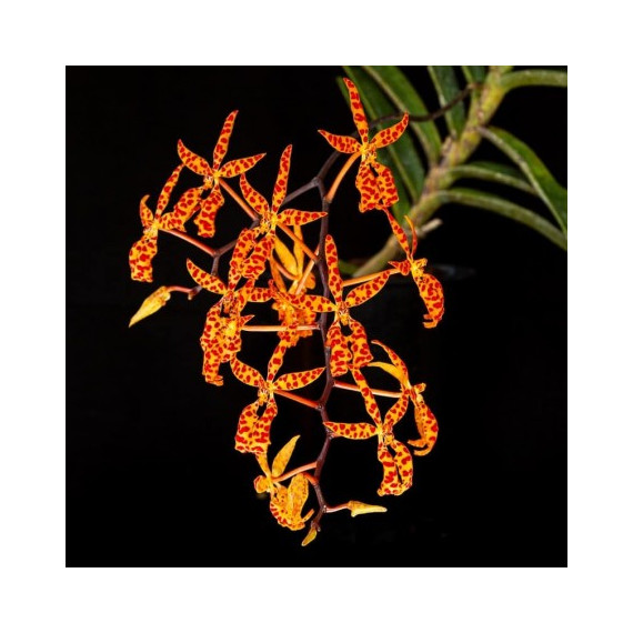 Renanthera Monachica - t3