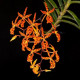 Renanthera Monachica - t3