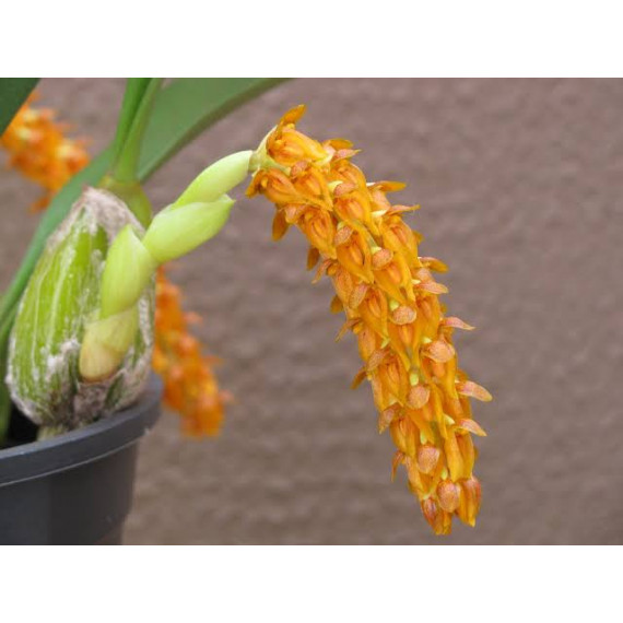 Bulbophyllum Careyanum - AD