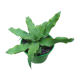 Cryptanthus Acaulis Jade
