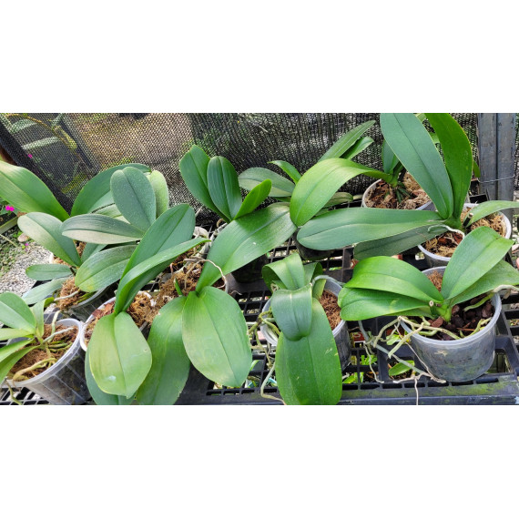 Phalaenopsis Surpresa - AD
