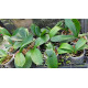 Phalaenopsis Surpresa - AD