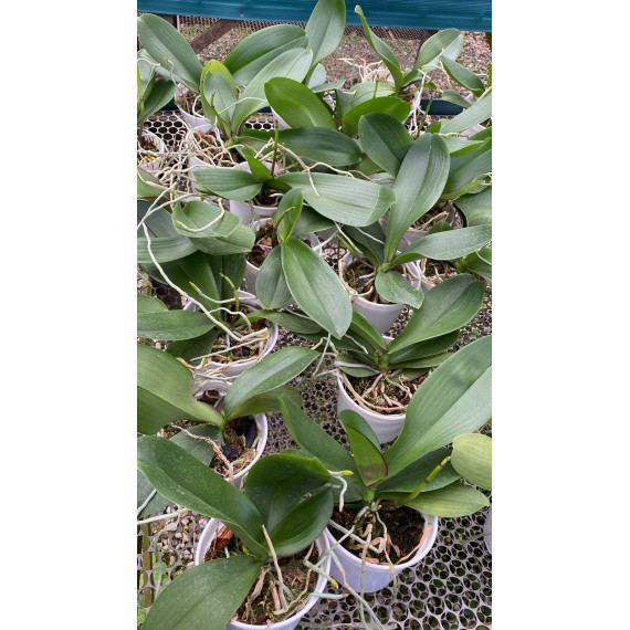 Phalaenopsis Brother Canary - AD