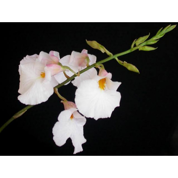 Rodriguezia Obtusifolia no suporte - 20 cm