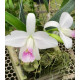 Laelia Pumila Amoena - t3