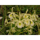 Brassavola Flagellaris -  NBS