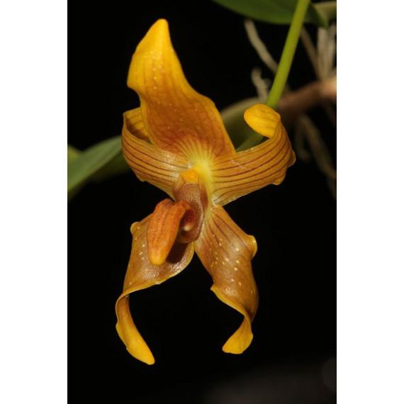Bulbophyllum Alisiosum - AD