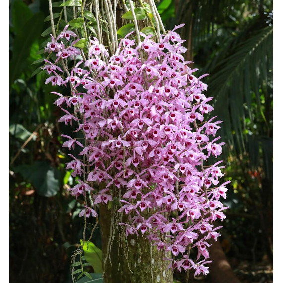 Dendrobium Anosmum Tipo - AD