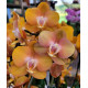 Phalaenopsis Las Vegas - AD