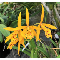 Bc. Richard Muller -  AD ( Corte enraizado em placa )