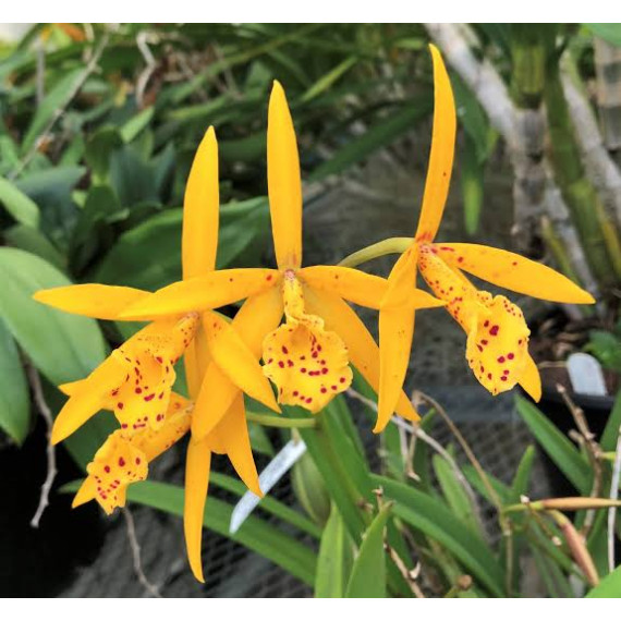 Bc. Richard Muller -  AD ( Corte enraizado em...