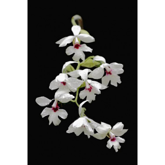 Calanthe Vestita Semi Alba - AD