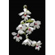 Calanthe Vestita Semi Alba - AD