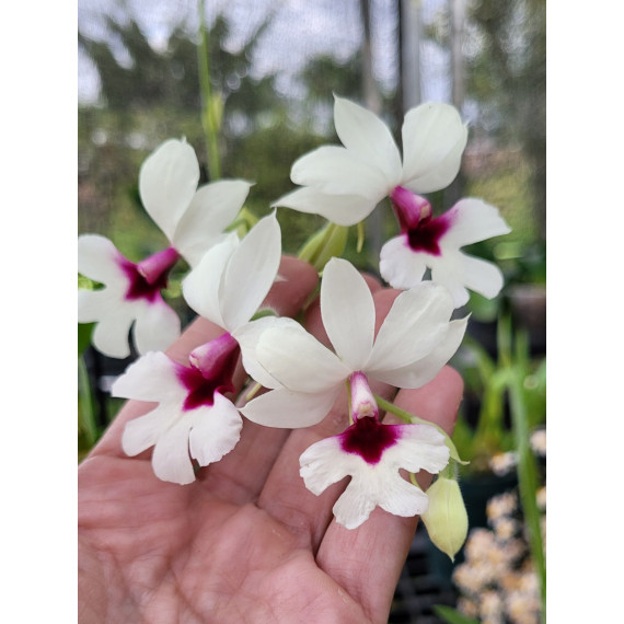 Calanthe Vestita Semi Alba - AD