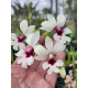 Calanthe Vestita Semi Alba - AD