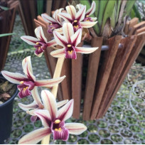 Cymbidium Aloifolium - AD