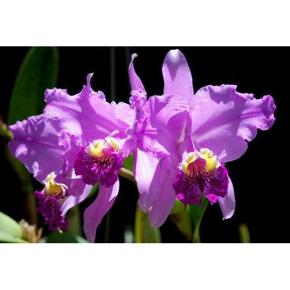 Cattleya Lueddemanniana tipo - T3