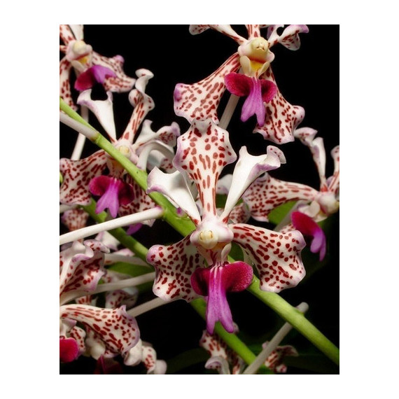 Vanda Tricolor Suavis - No Cesto de cultivo