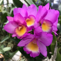 Cattleytonia Why Not Walk (no cachepot) - AD