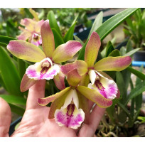 Bc. Alpha Rainbow - SUPER PERFUMADA!