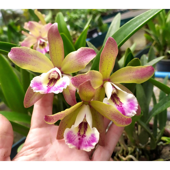 Bc. Alpha Rainbow - AD (saldão)