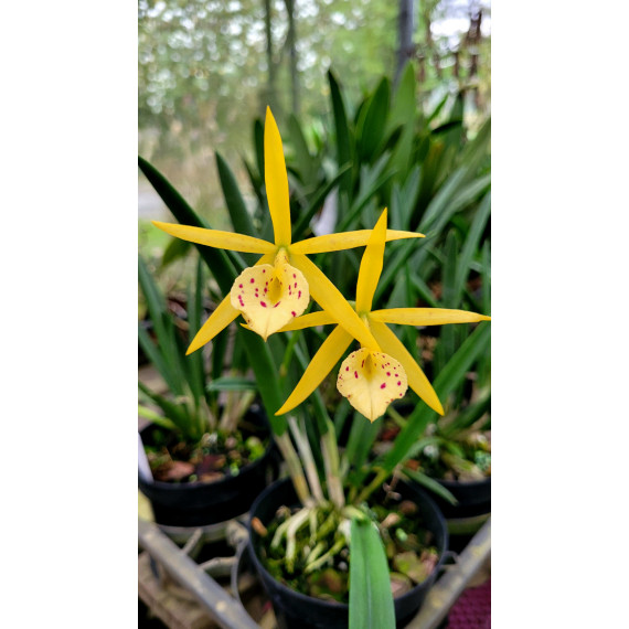 Bc. Richard Muller -  AD ( Corte enraizado em...