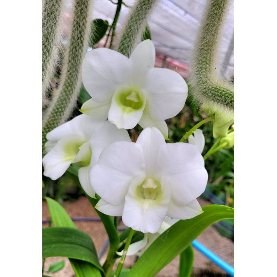 Dendrobium Airy White - AD