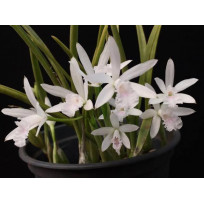 Laelia Lundii Alba