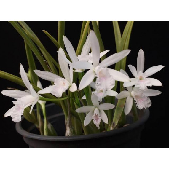 Laelia Lundii Alba  (na placa)