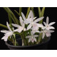 Laelia Lundii Alba