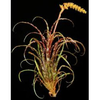 Tilandsia Crispa touceirinha