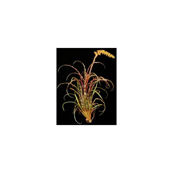Tilandsia Crispa touceirinha