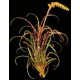 Tilandsia Crispa touceirinha