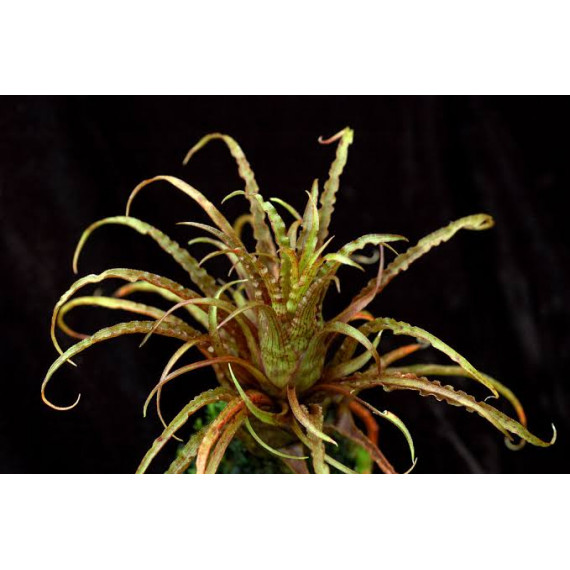 Tilandsia Crispa touceirinha