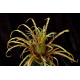 Tilandsia Crispa touceirinha